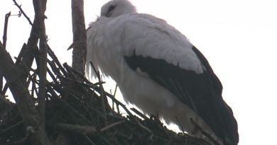 Les cigognes s'installent dans ce département, loin de leur habitat traditionnel en Alsace