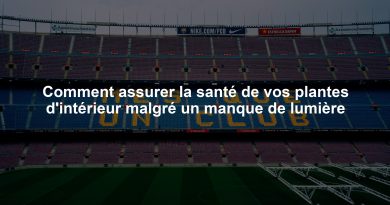Comment assurer la santé de vos plantes d'intérieur malgré un manque de lumière