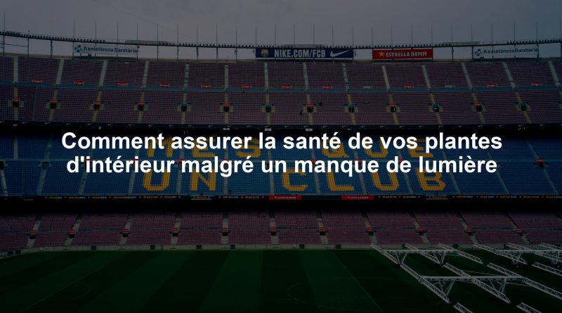 Comment assurer la santé de vos plantes d'intérieur malgré un manque de lumière