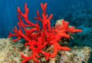 Explorez le corail rouge de Corse : un trésor marin à préserver
