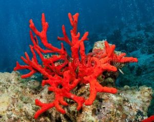 Explorez le corail rouge de Corse : un trésor marin à préserver