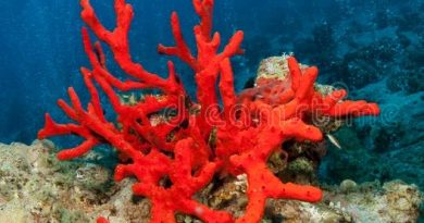 Explorez le corail rouge de Corse : un trésor marin à préserver