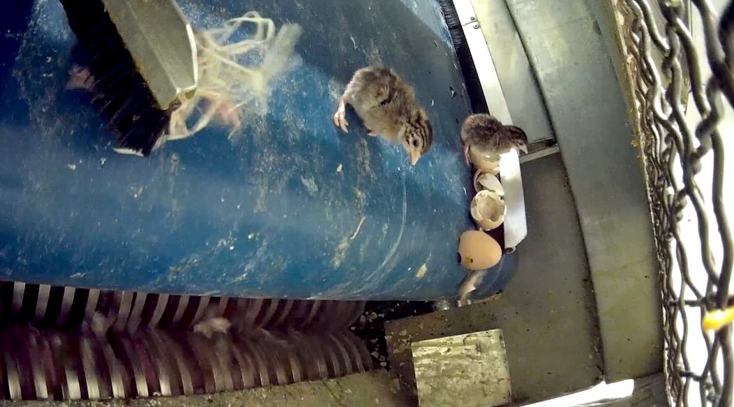 Broyage de pintadeaux