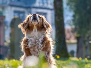 Massai, un chihuahua photographié à Paris, le 24 mai 2023