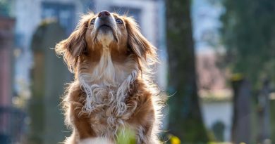 Massai, un chihuahua photographié à Paris, le 24 mai 2023