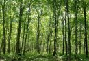 La migration nordique de la forêt tempérée connaît des imprévus - RTBF Actus