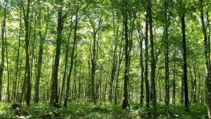 La migration nordique de la forêt tempérée connaît des imprévus - RTBF Actus