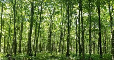 La migration nordique de la forêt tempérée connaît des imprévus - RTBF Actus