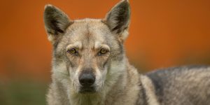 Il y a 10 000 ans, les chiens vivaient avec des humains et se présentaient sous diverses formes