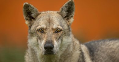 Il y a 10 000 ans, les chiens vivaient avec des humains et se présentaient sous diverses formes