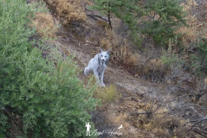 Vidéo. Un lynx ibérique blanc photographié pour la première fois de l’histoire en Espagne