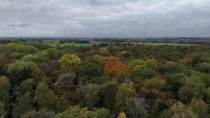 Forêts belges et défi climatique : enjeux d'adaptation et de préservation