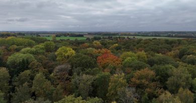 Forêts belges et défi climatique : enjeux d'adaptation et de préservation