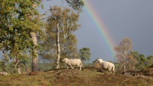 Grindr dévoile 'I Wool Survive', une collection de vêtements en laine de béliers gays