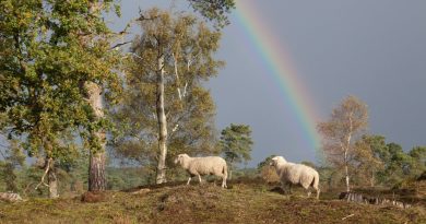 Grindr dévoile 'I Wool Survive', une collection de vêtements en laine de béliers gays