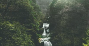 « Les Écossais veulent reproduire le goût : le style des whiskys japonais expliqué »