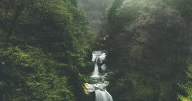 « Les Écossais veulent reproduire le goût : le style des whiskys japonais expliqué »