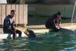 Marineland : le directeur mise sur l'Espagne pour les dauphins, le ministre à Beauval demain