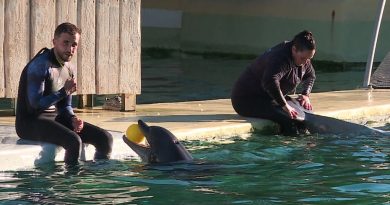 Marineland : le directeur mise sur l'Espagne pour les dauphins, le ministre à Beauval demain