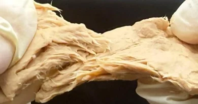 Un champignon conçu réduit les émissions et imite le goût de la viande.