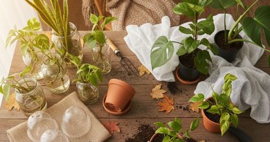 Préparer sa maison pour les plantes : rentrer, bouturer et protéger les végétaux en novembre