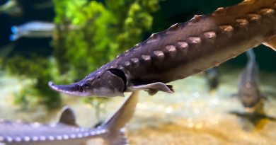 Des esturgeons mâles transformés en femelles au Japon pour augmenter la production de caviar