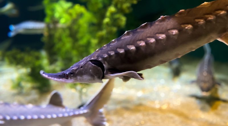 Des esturgeons mâles transformés en femelles au Japon pour augmenter la production de caviar