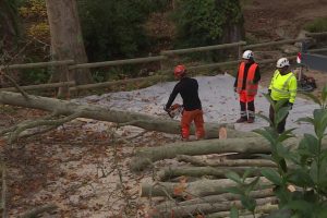 Chancre coloré : quatre faits essentiels sur la maladie qui détruit les platanes