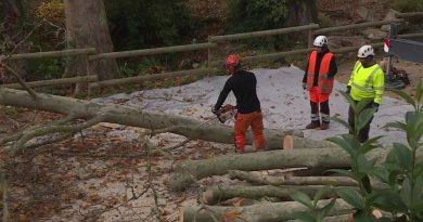 Chancre coloré : quatre faits essentiels sur la maladie qui détruit les platanes