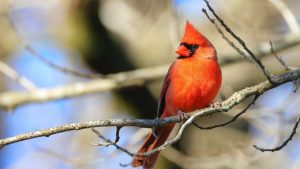 Jardin : les oiseaux vous remercieront cet hiver en ajoutant du marc de café près de leur mangeoire