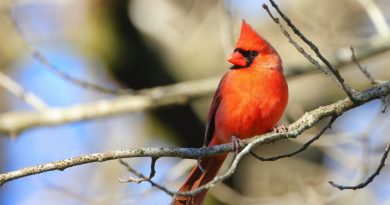 Jardin : les oiseaux vous remercieront cet hiver en ajoutant du marc de café près de leur mangeoire
