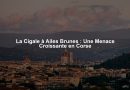 La Cigale à Ailes Brunes : Une Menace Croissante en Corse