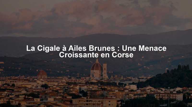 La Cigale à Ailes Brunes : Une Menace Croissante en Corse