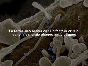 La forme des bactéries : un facteur crucial dans la synergie phages-antibiotiques