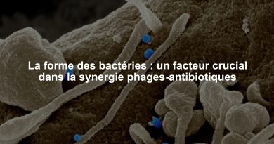 La forme des bactéries : un facteur crucial dans la synergie phages-antibiotiques
