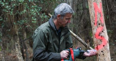 Landes : un ver ravageur inquiète les forestiers et menace les forêts locales