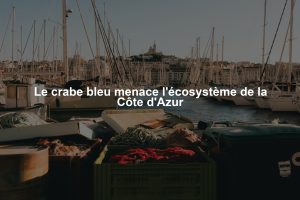 Le crabe bleu menace l'écosystème de la Côte d'Azur