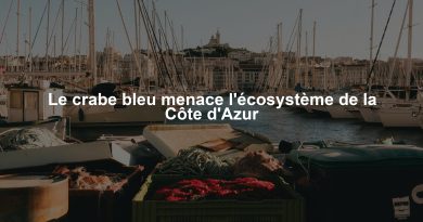 Le crabe bleu menace l'écosystème de la Côte d'Azur