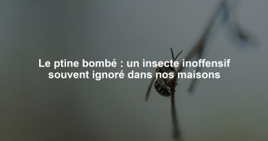 Le ptine bombé : un insecte inoffensif souvent ignoré dans nos maisons