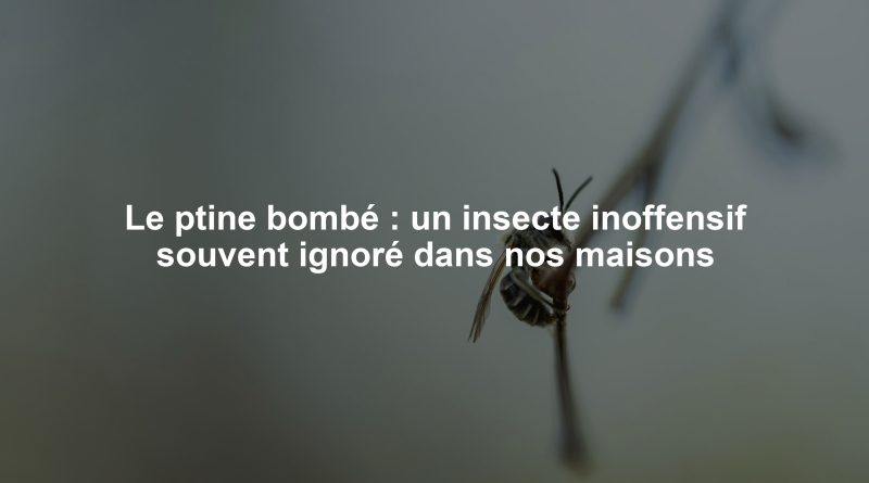 Le ptine bombé : un insecte inoffensif souvent ignoré dans nos maisons