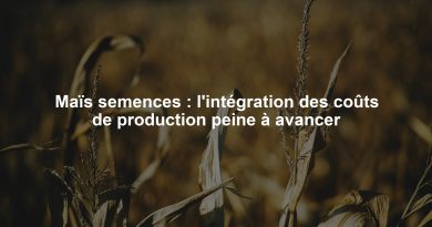 Maïs semences : l'intégration des coûts de production peine à avancer