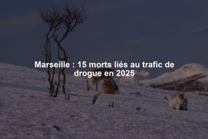 Marseille : 15 morts liés au trafic de drogue en 2025