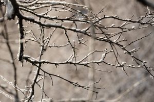 Vague de froid : premiers flocons de neige attendus, début de l'hiver confirmé