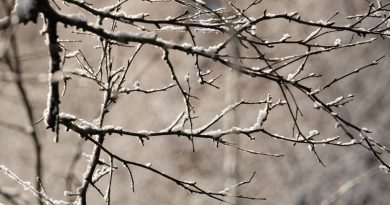 Vague de froid : premiers flocons de neige attendus, début de l'hiver confirmé