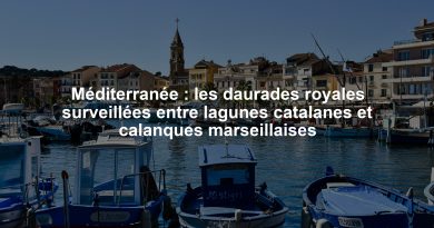 Méditerranée : les daurades royales surveillées entre lagunes catalanes et calanques marseillaises
