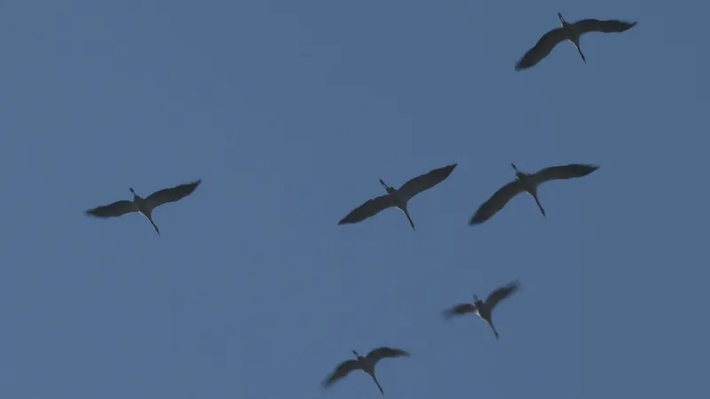 Loutre contaminée par la grippe aviaire
