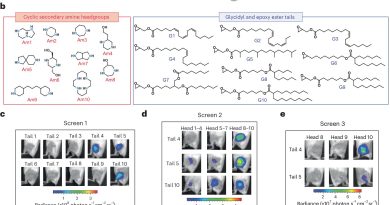 Des nanoparticules améliorant la livraison d'ARNm pourraient réduire les doses et les coûts des vaccins.