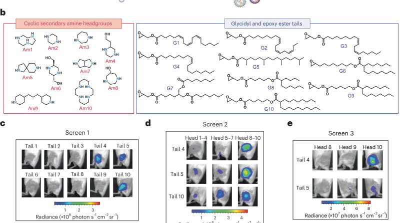 Des nanoparticules améliorant la livraison d'ARNm pourraient réduire les doses et les coûts des vaccins.