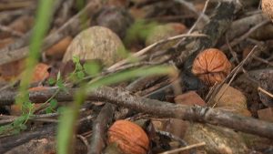 Drôme : un agriculteur victime du vol de 2 millions de noix