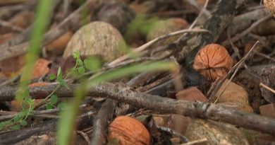 Drôme : un agriculteur victime du vol de 2 millions de noix